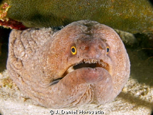 I need help identifying the type of moray eel captured in... by J. Daniel Horovatin 